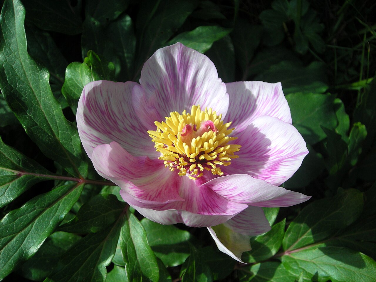 Paeonia clusii: This is a photograph of a Natura 2000 protected area with ID