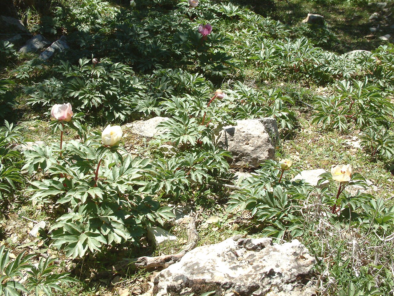 Paeonia clusii: This is a photograph of a Natura 2000 protected area with ID