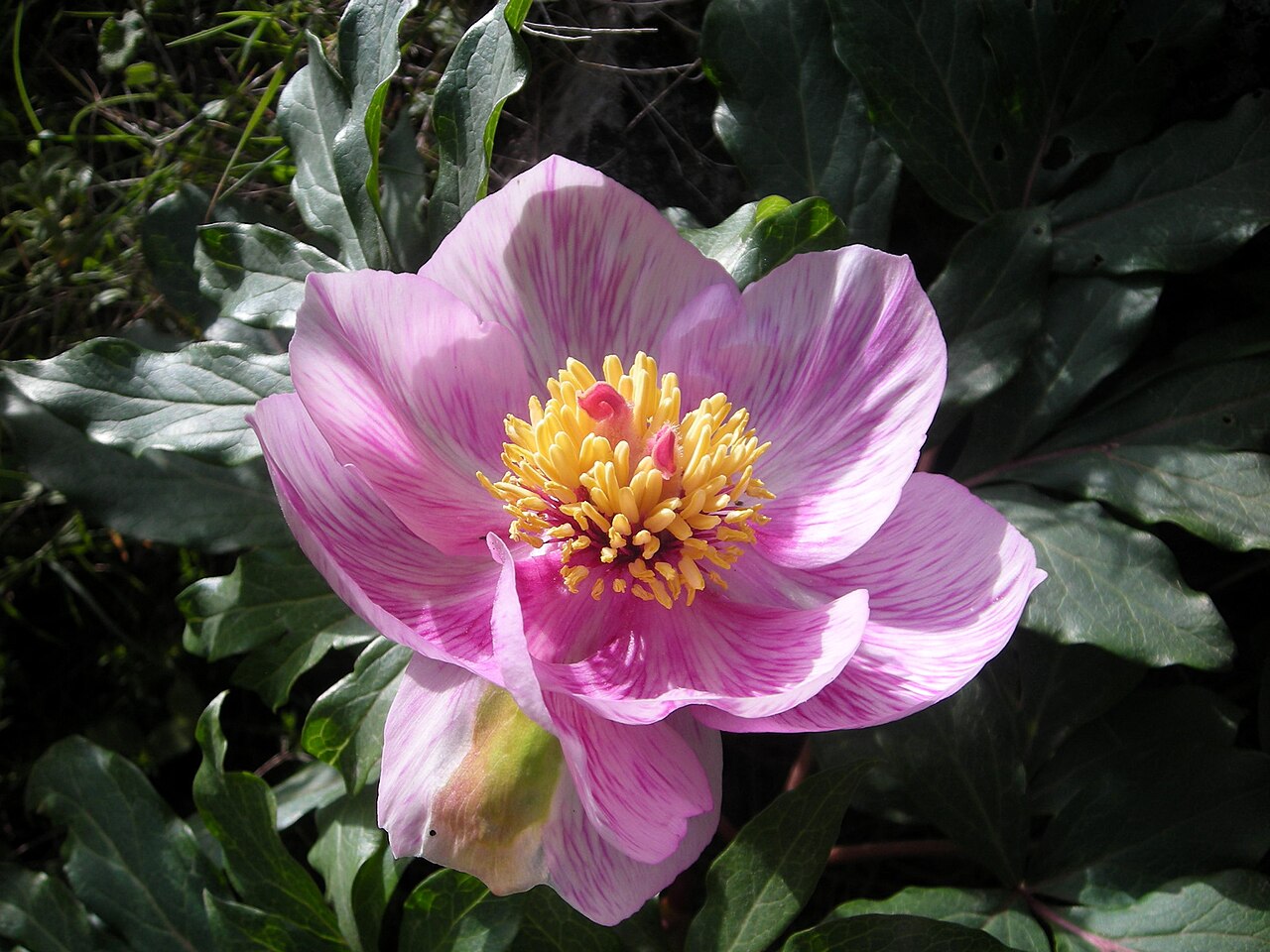 Paeonia clusii: This is a photograph of a Natura 2000 protected area with ID