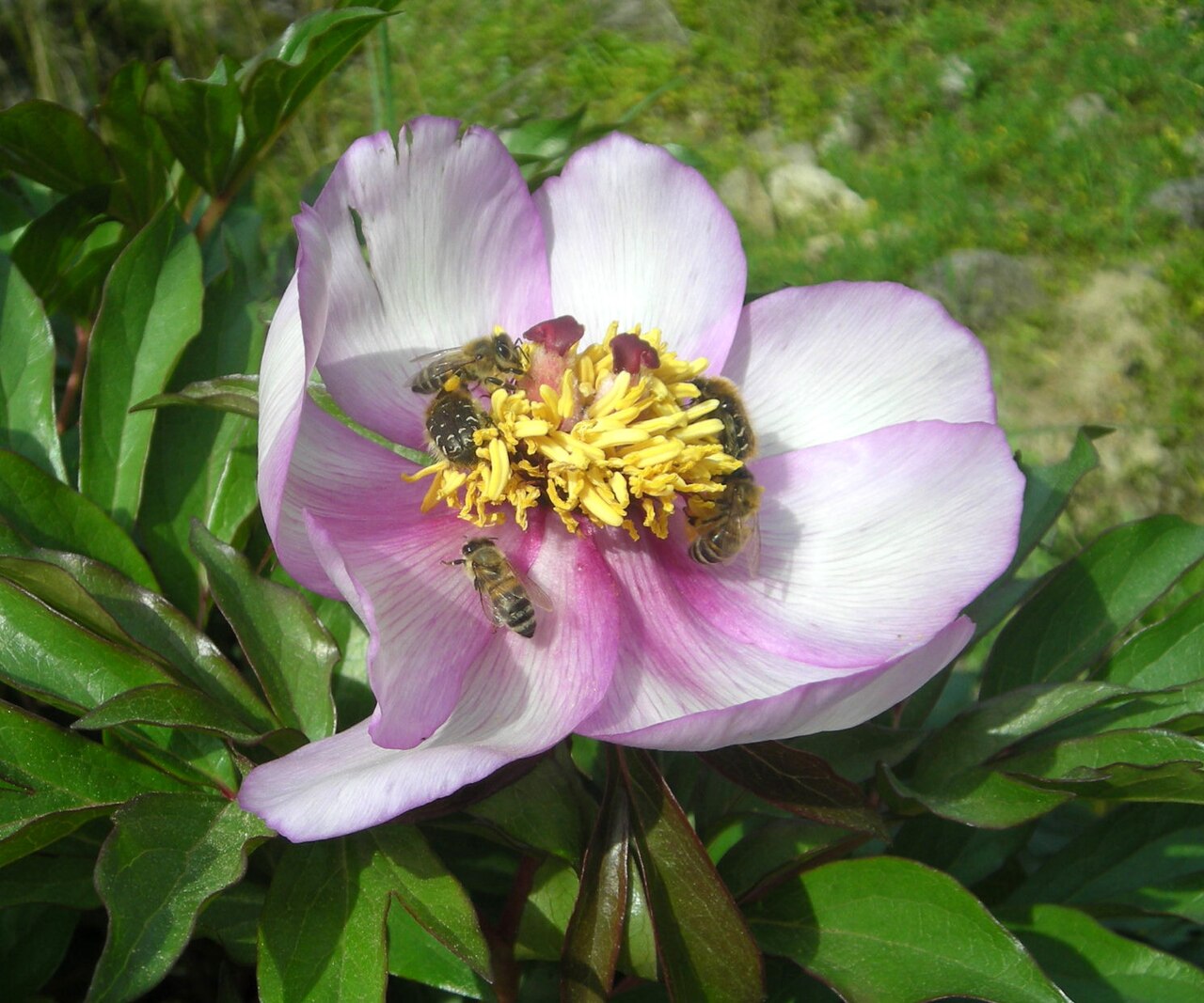 Paeonia clusii: This is a photograph of a Natura 2000 protected area with ID