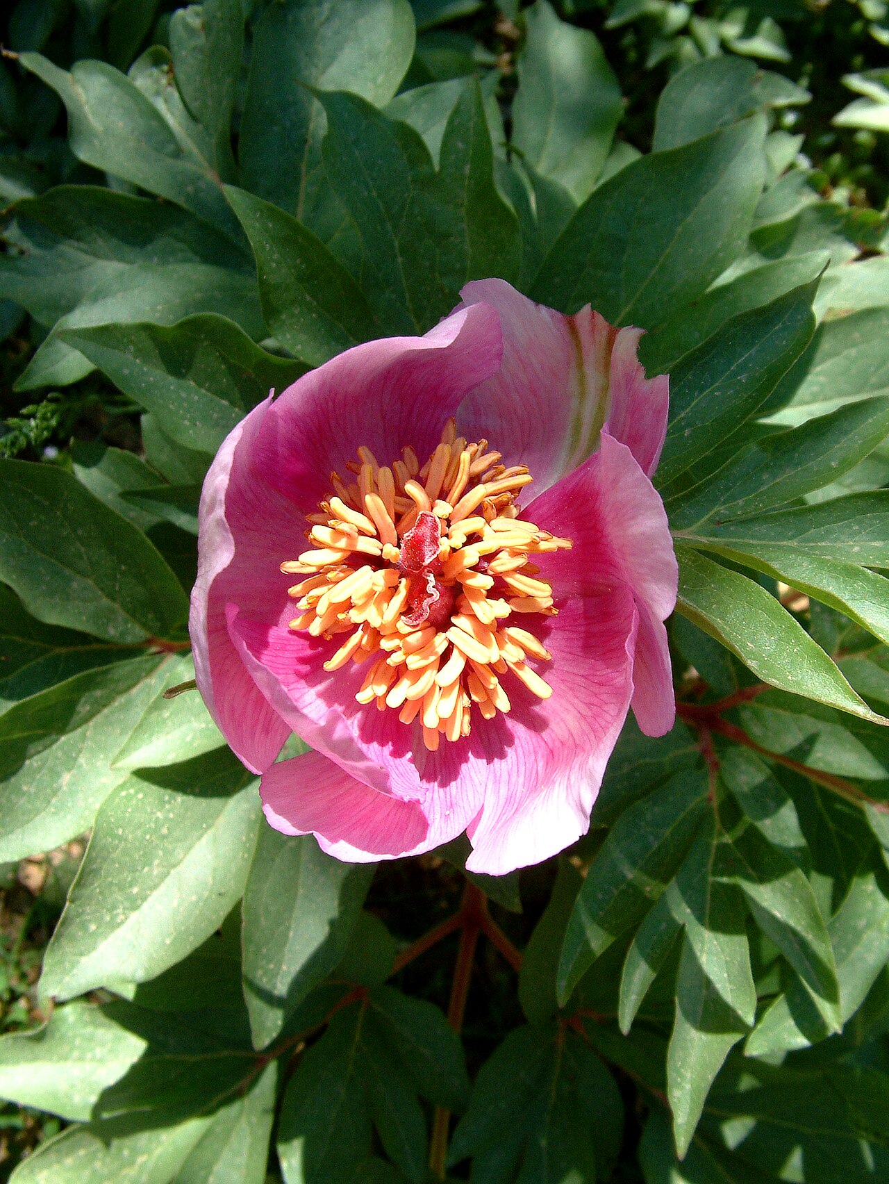 Paeonia clusii: This is a photograph of a Natura 2000 protected area with ID