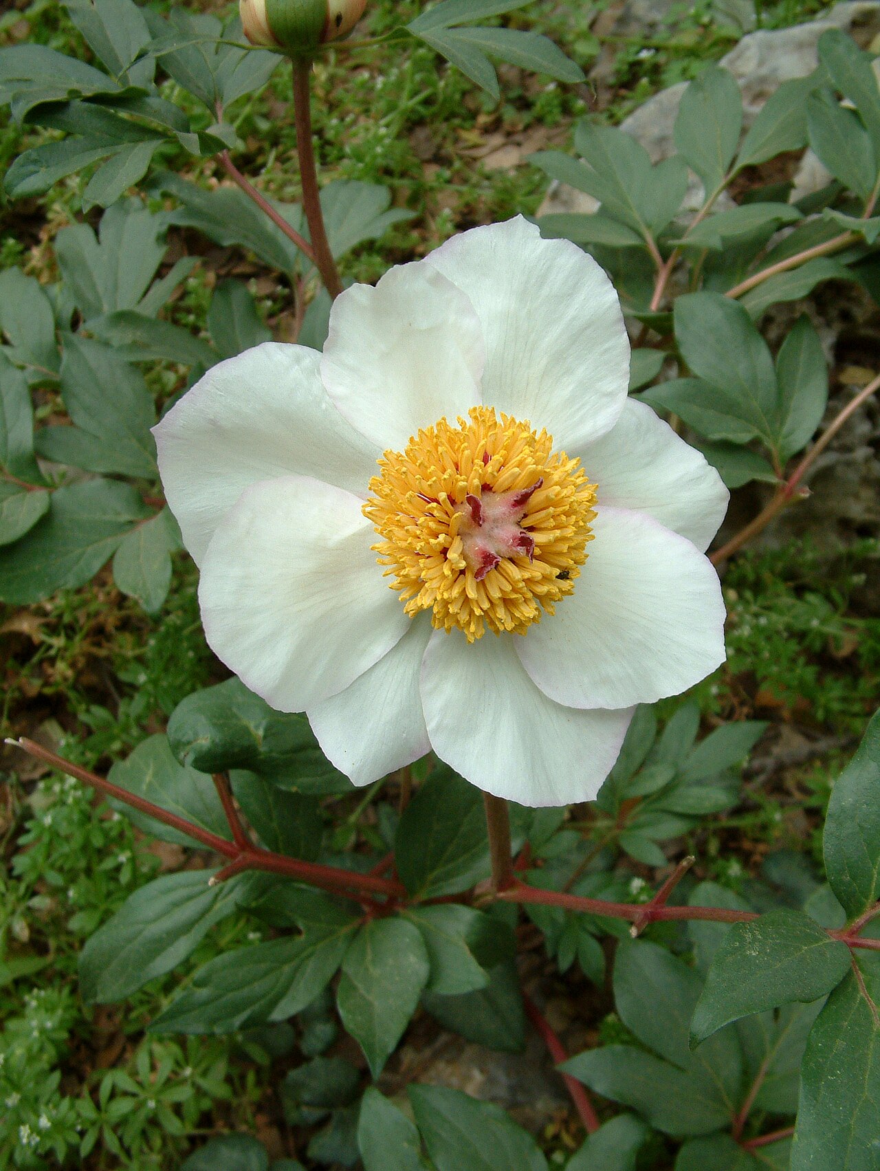 Paeonia clusii: This is a photograph of a Natura 2000 protected area with ID