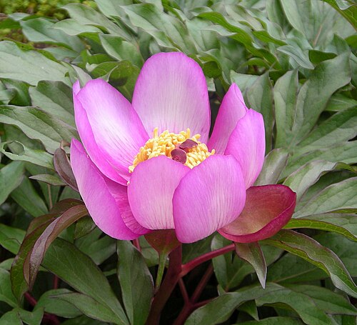 Paeonia clusii: This is a photograph of a Natura 2000 protected area with ID