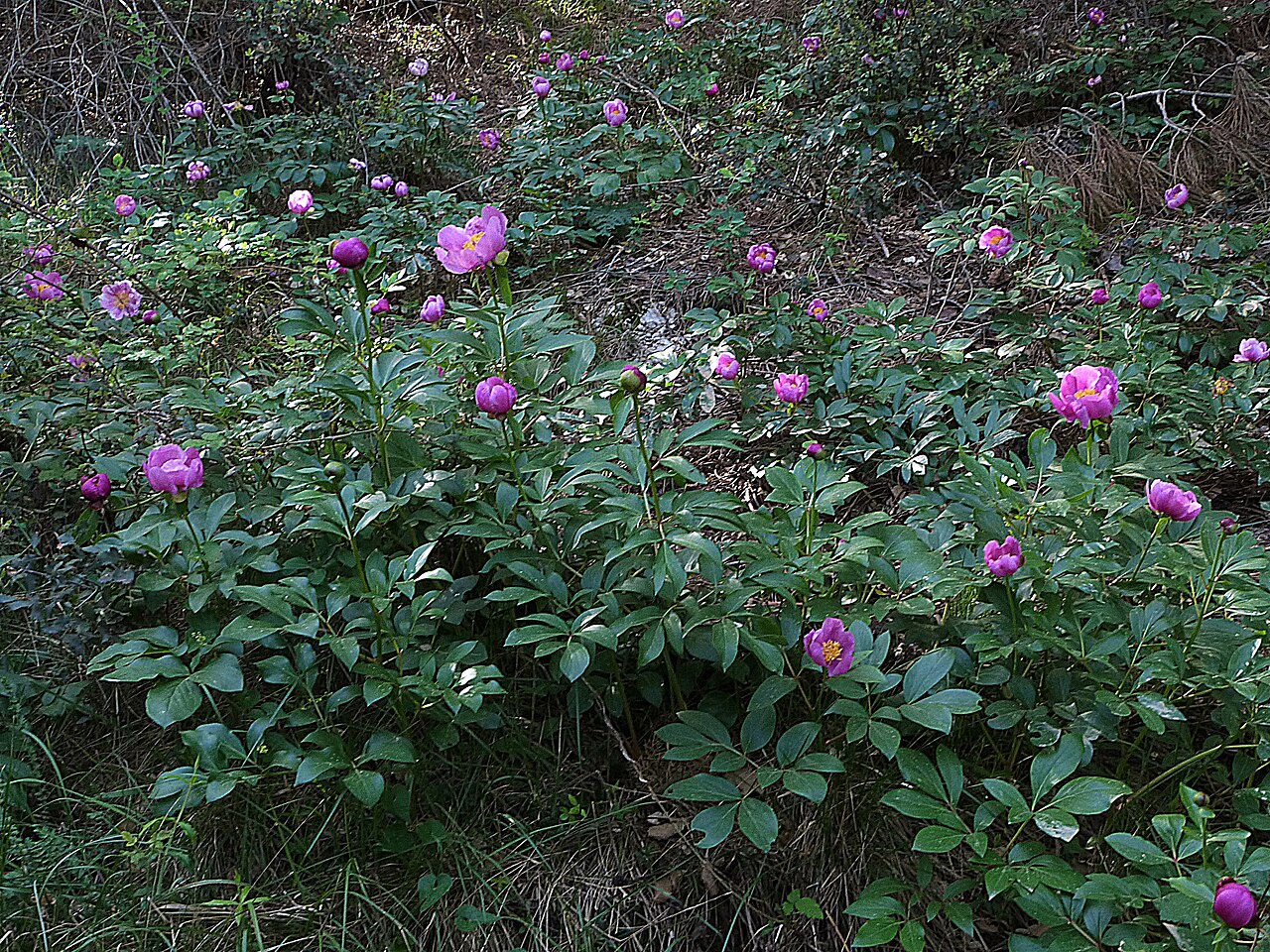 Paeonia coriacea: Paeonia coriacea, Sierra de Cazorla