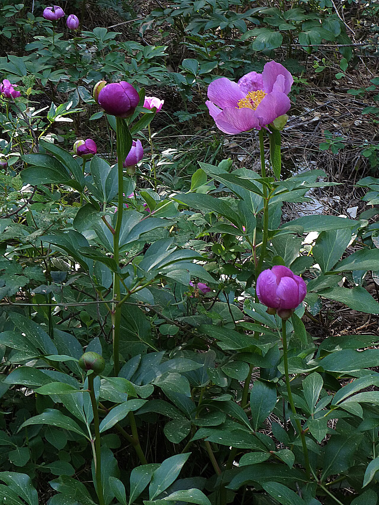 Paeonia coriacea: Paeonia coriacea, Sierra de Cazorla