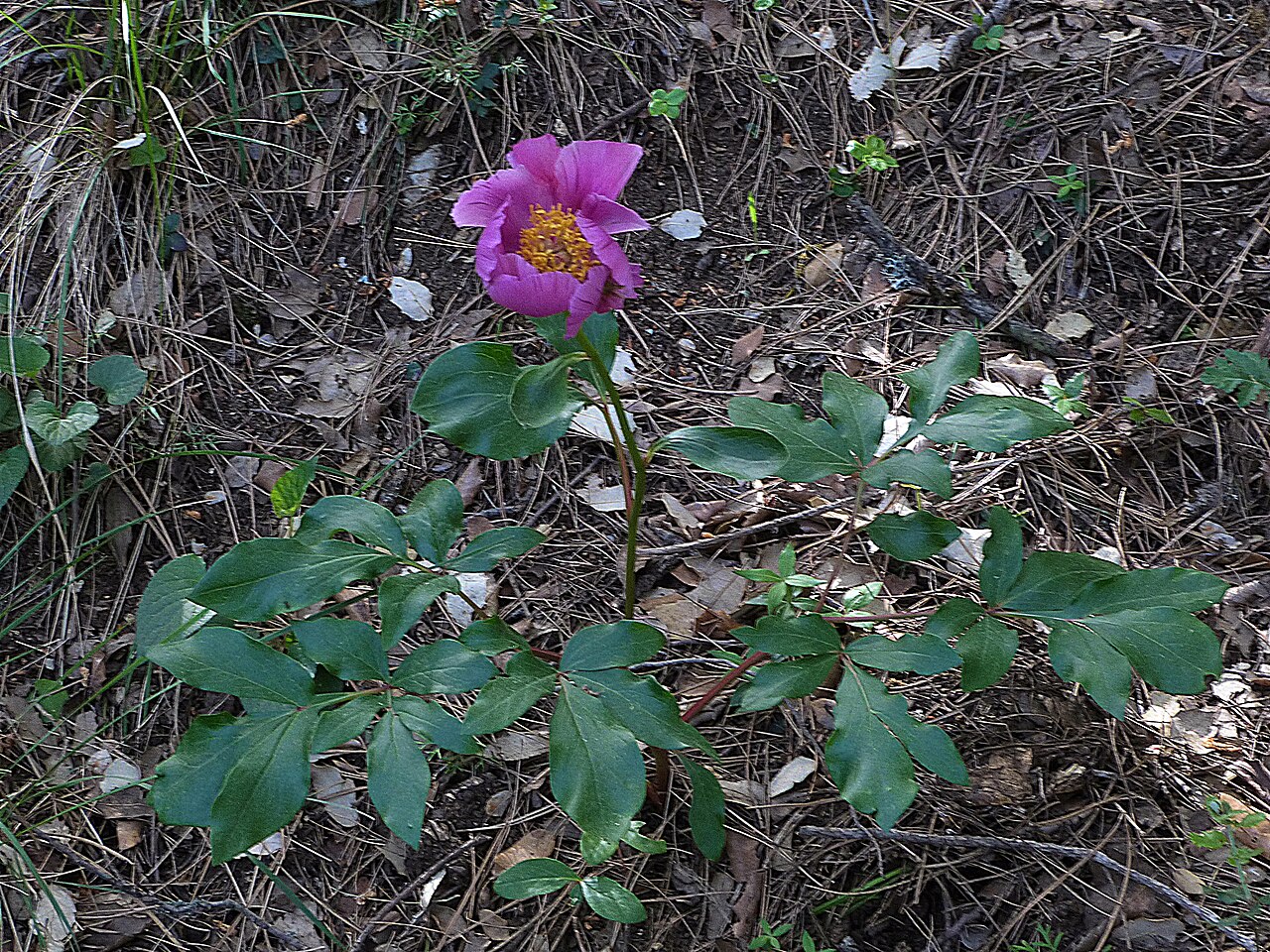 Paeonia coriacea: Paeonia coriacea, Sierra de Cazorla