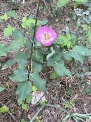 Paeonia coriacea (Paeonia coriacea)