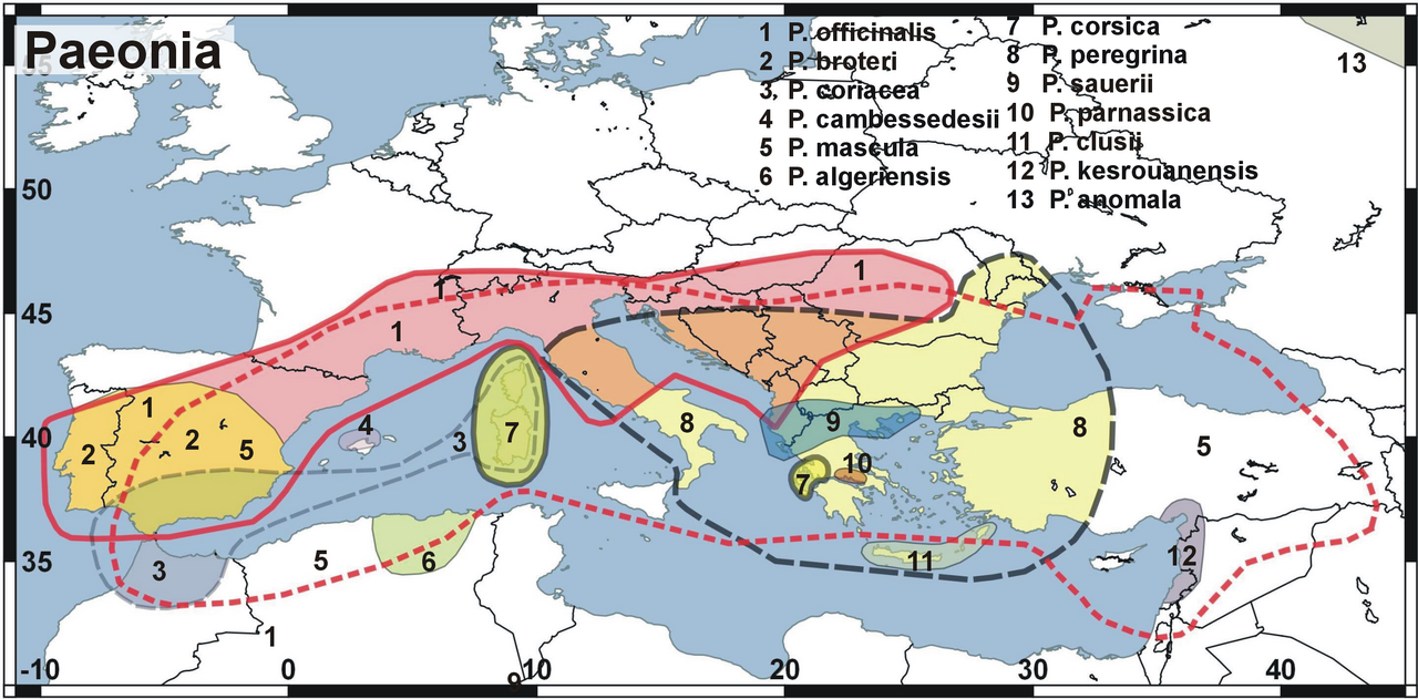 Paeonia coriacea: Try of a distribution map of peony species in Europe according to the information in wikipedia aricles (de,en, ru it, pl, es), https://www.iucnredlist.org ; www