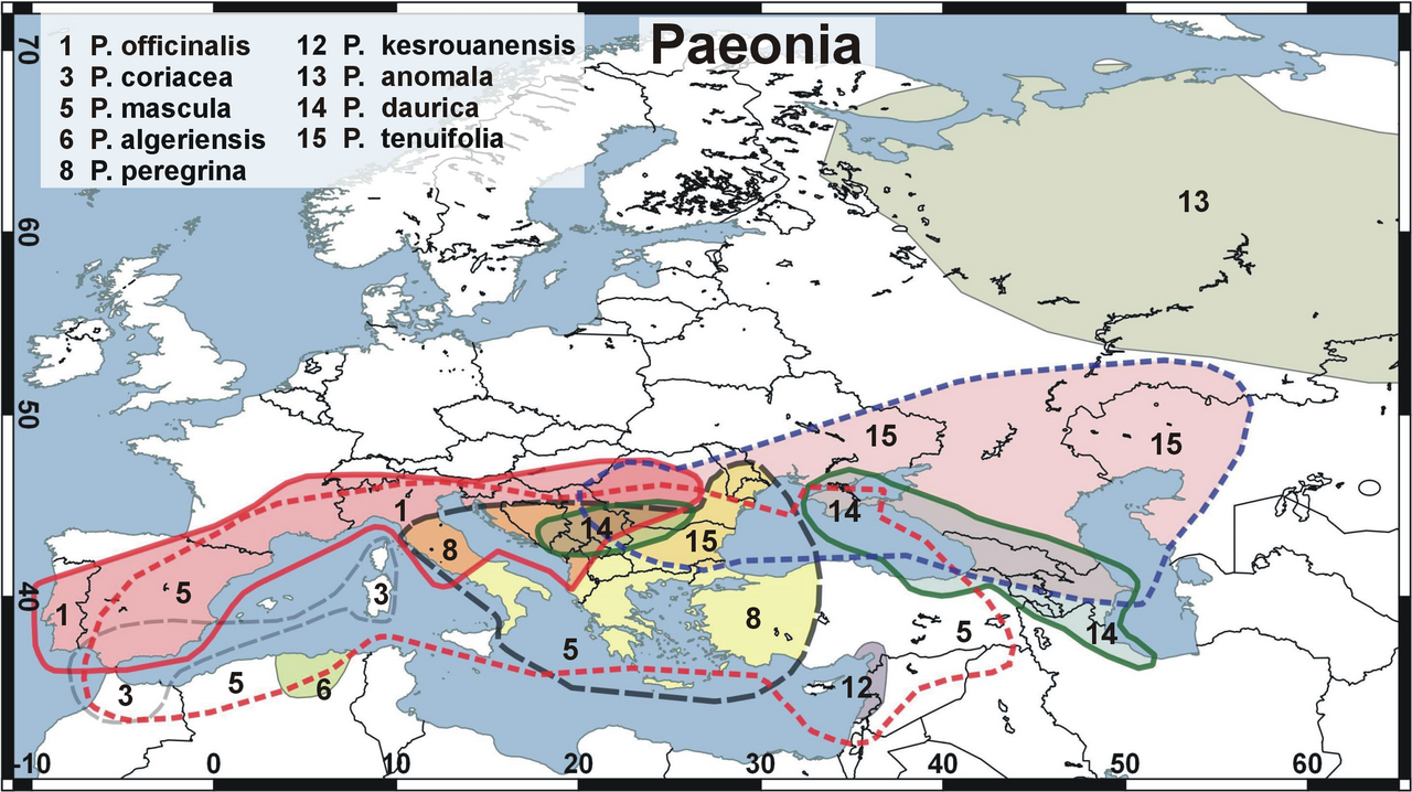 Paeonia coriacea: Try of a distribution map of peony species in Europe according to the information in wikipedia aricles (de,en, ru it, pl, es), https://www.iucnredlist.org ; www