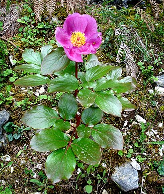 Paeonia corsica: Kefalonia, Greece.