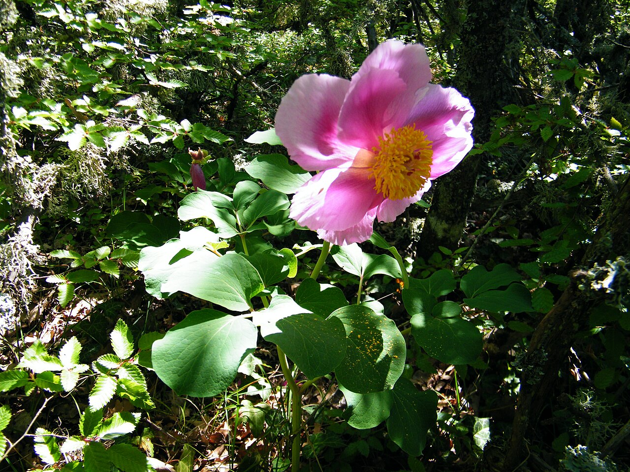 Paeonia daurica: Paeonia daurica in Laspi Bay