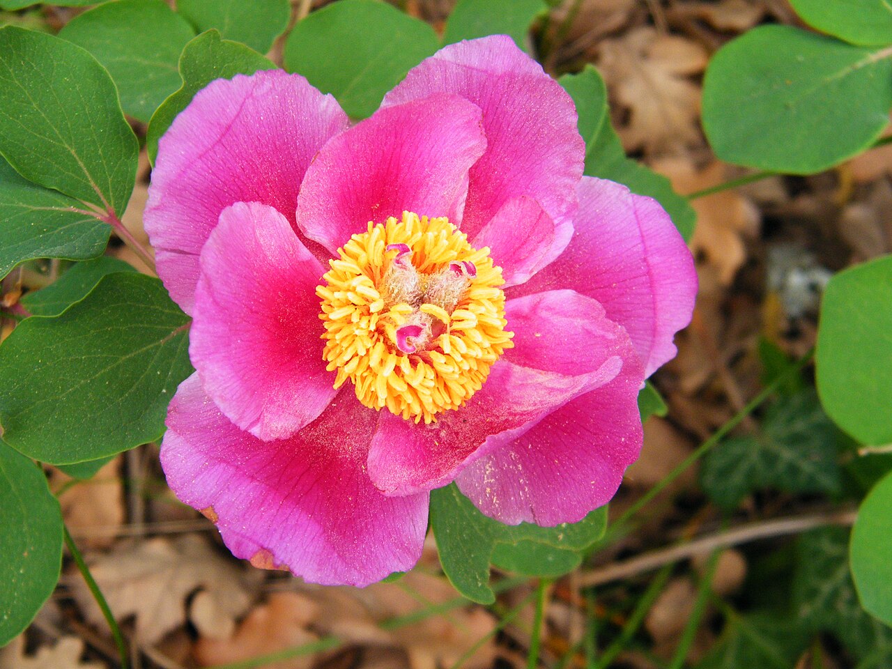 Paeonia daurica: Paeonia daurica in Laspi Bay