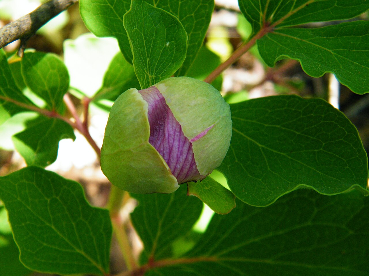 Paeonia daurica: Paeonia daurica in Laspi Bay