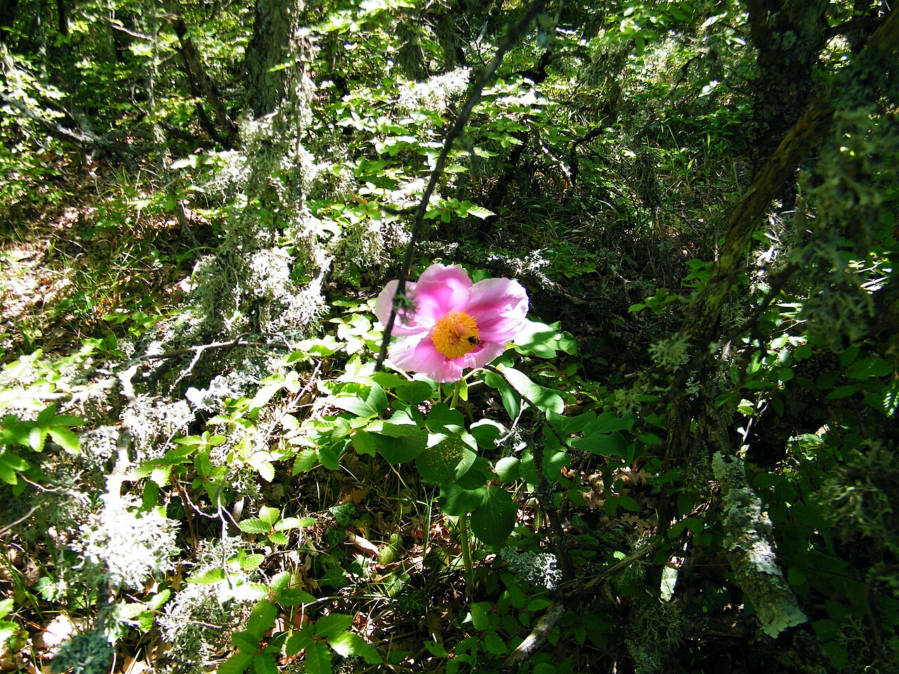Paeonia daurica: Paeonia daurica in Laspi Bay