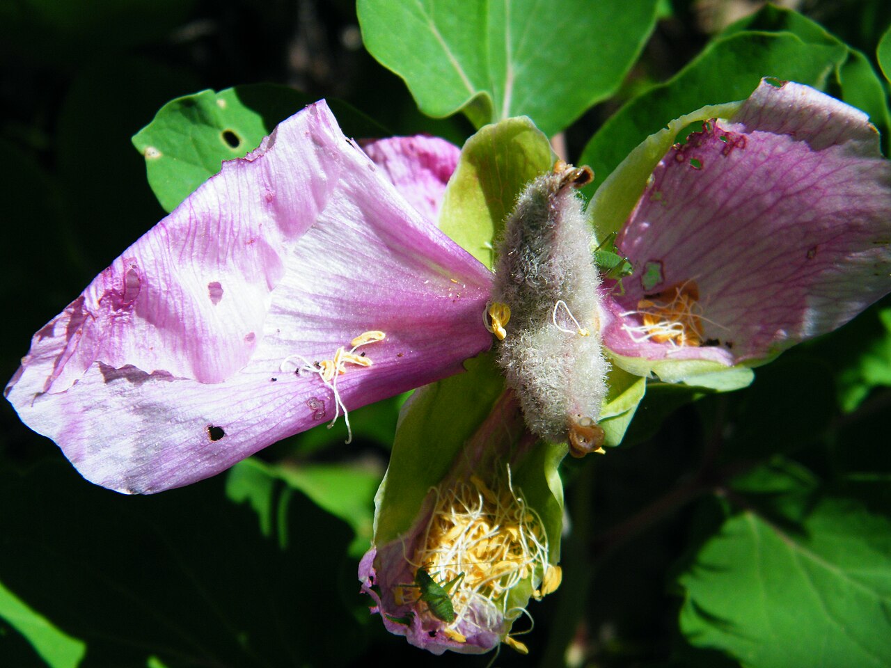 Paeonia daurica: Paeonia daurica in Laspi Bay