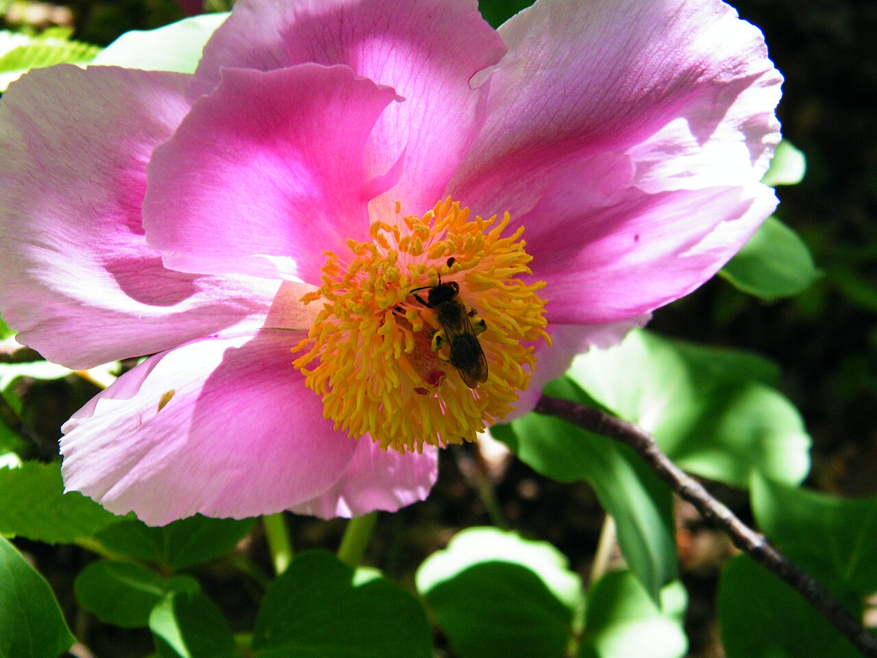 Paeonia daurica: Paeonia daurica in Laspi Bay