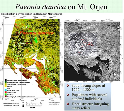 Paeonia daurica: Verbreitung von Paeonia daurica im Orjen
