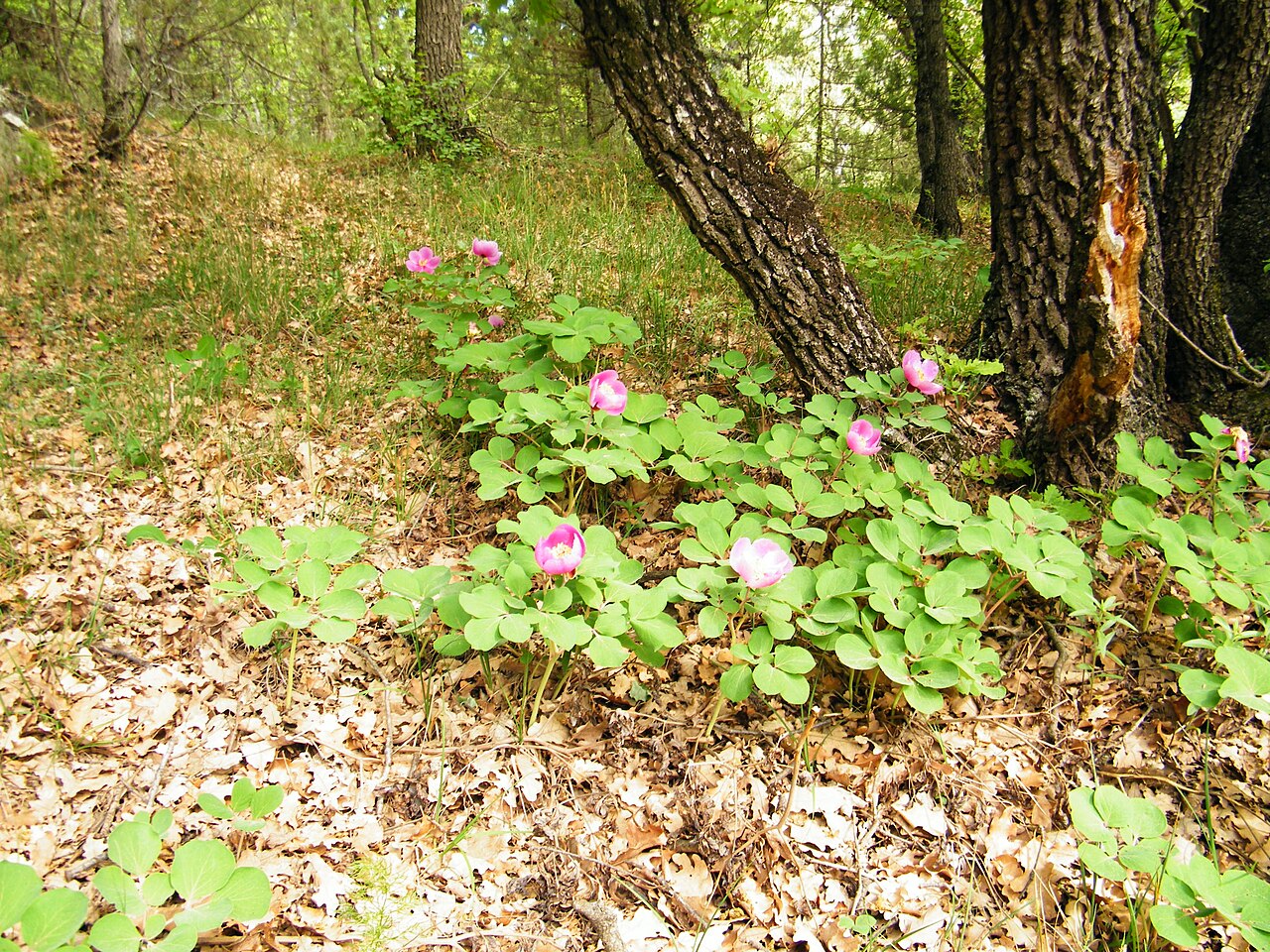 Paeonia daurica: Paeonia daurica in Laspi Bay