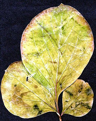 Paeonia daurica: Paeonia daurica Blatt aus dem Orjen Gebirge, Montenegro