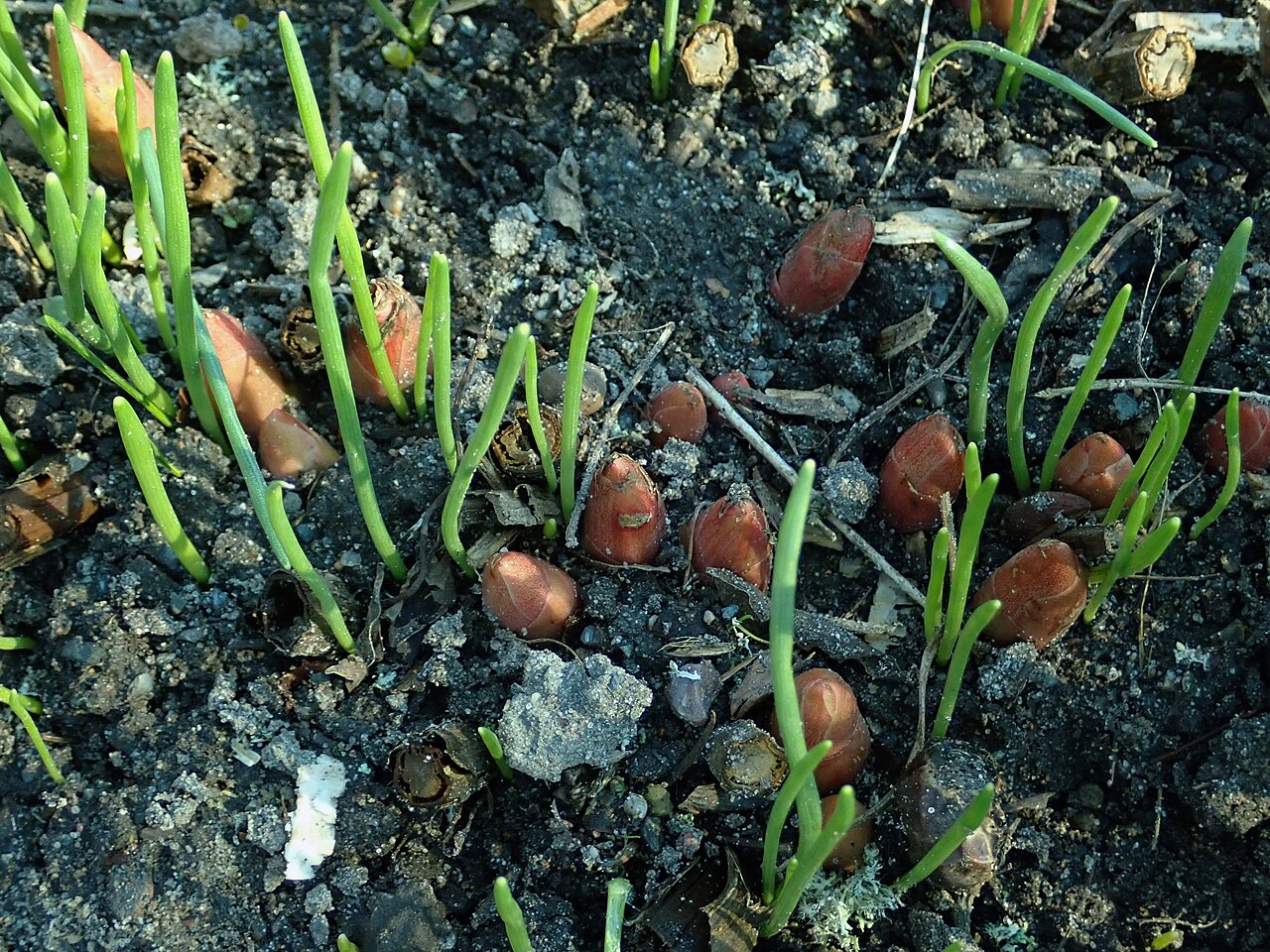 Paeonia emodi: Paeonia emodi , botanical garden in Berlin.