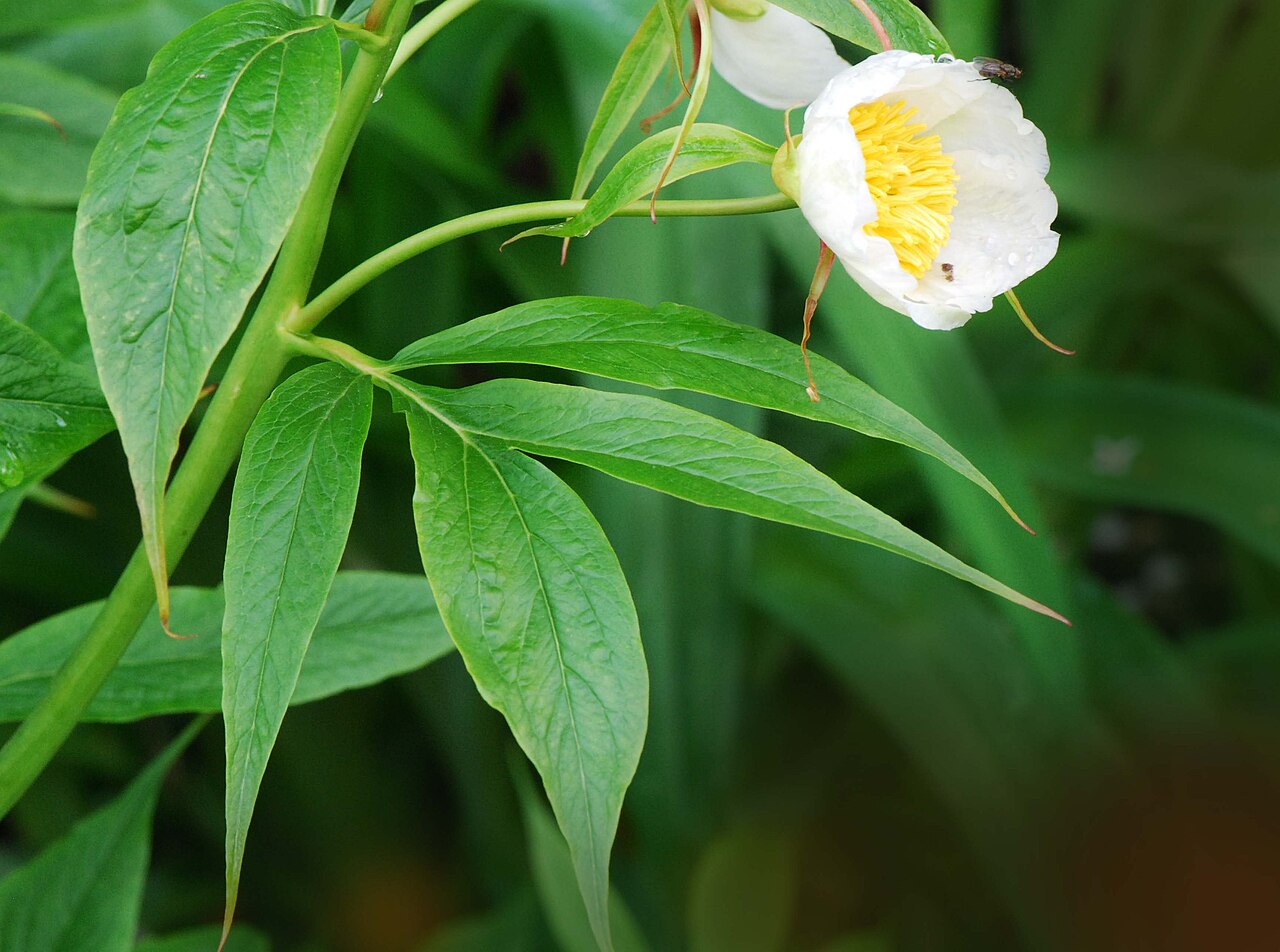 Paeonia emodi: Paeonia emodi, pivoine de l'Himalaya, Parc Floral, Paris