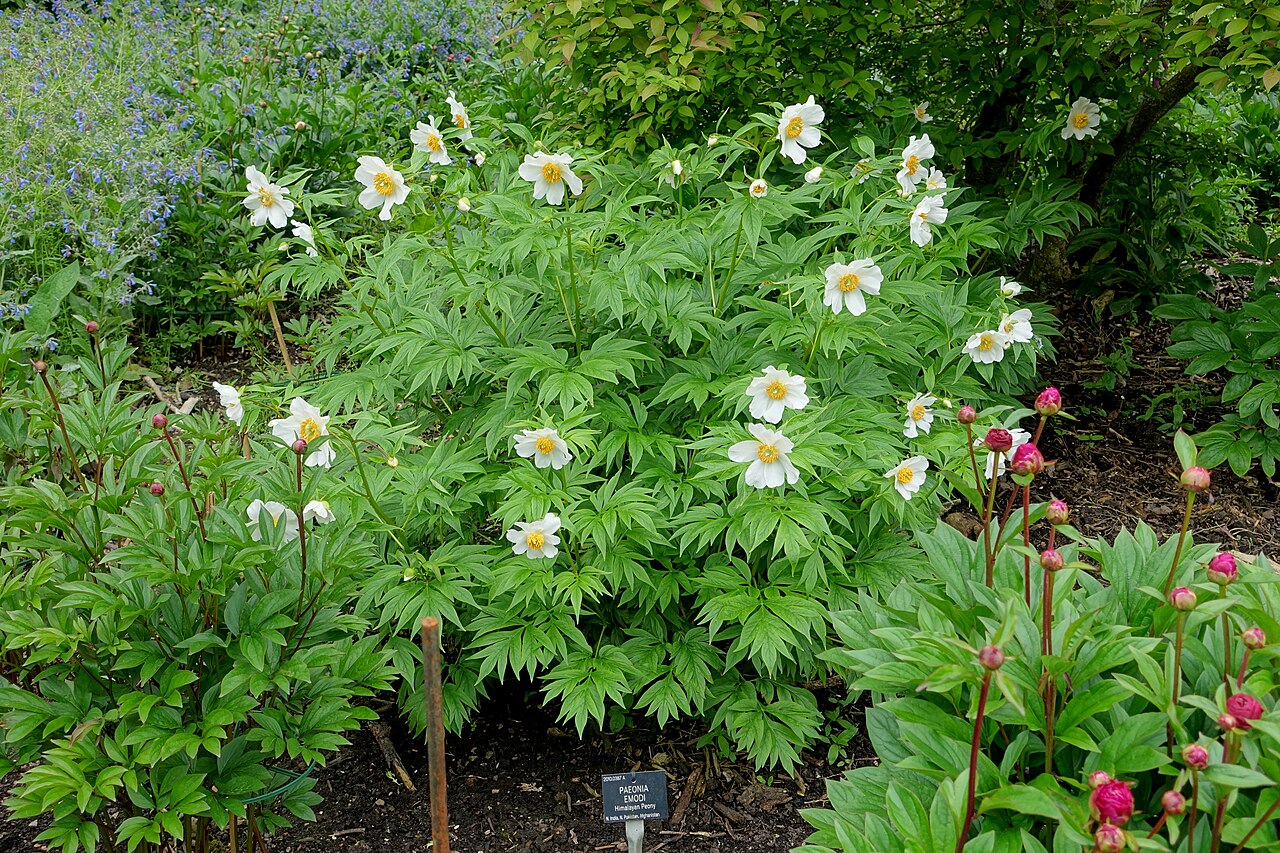 Paeonia emodi: Horticultural specimen in Sir Harold Hillier Gardens - Romsey, Hampshire, England.