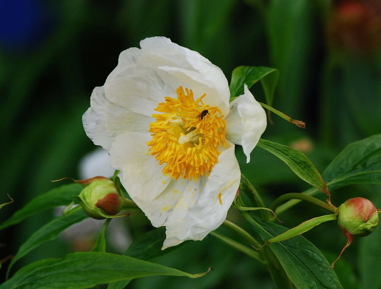 Paeonia emodi: Paeonia emodi, pivoine de l'Himalaya, Parc Floral, Paris