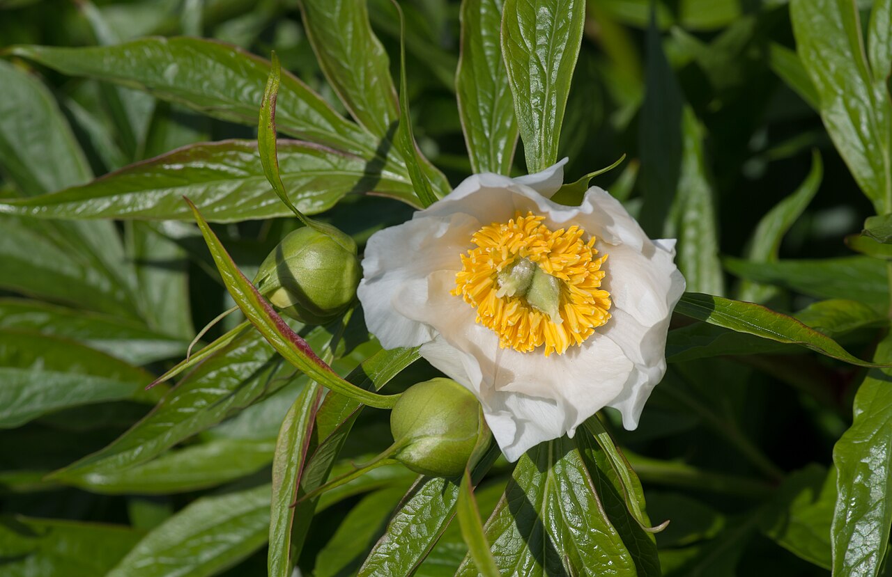 Paeonia emodi: Paeonia emodi - Kew Gardens