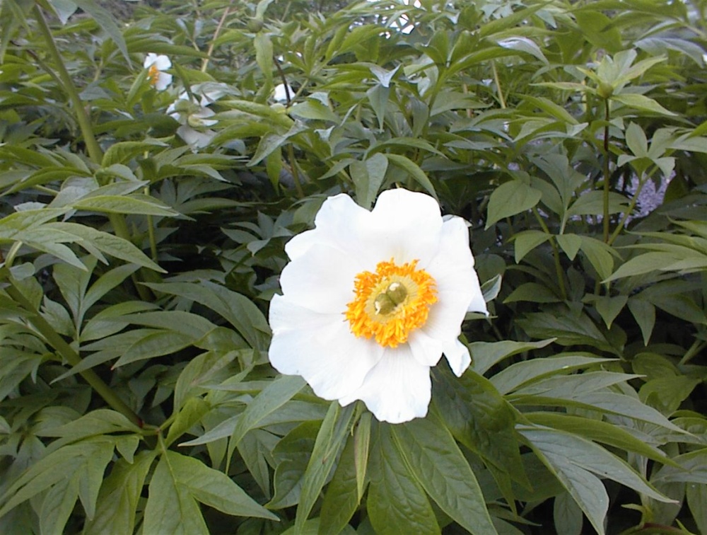 Paeonia emodi: Paeonia emodi at Kew