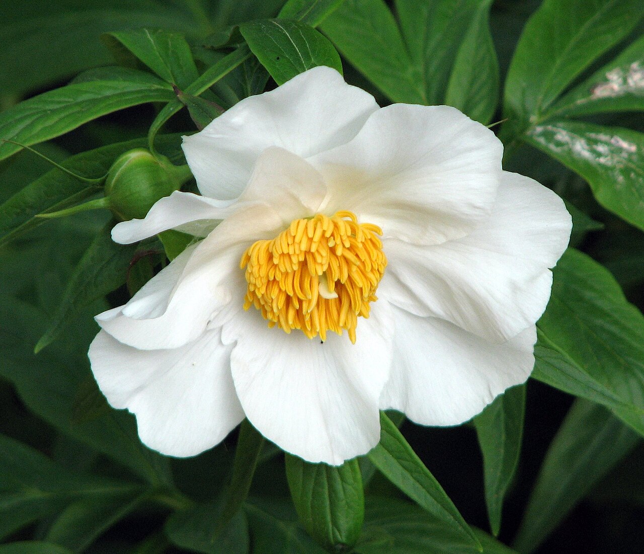 Paeonia emodi: Paeonia emodi at RHS Wisley