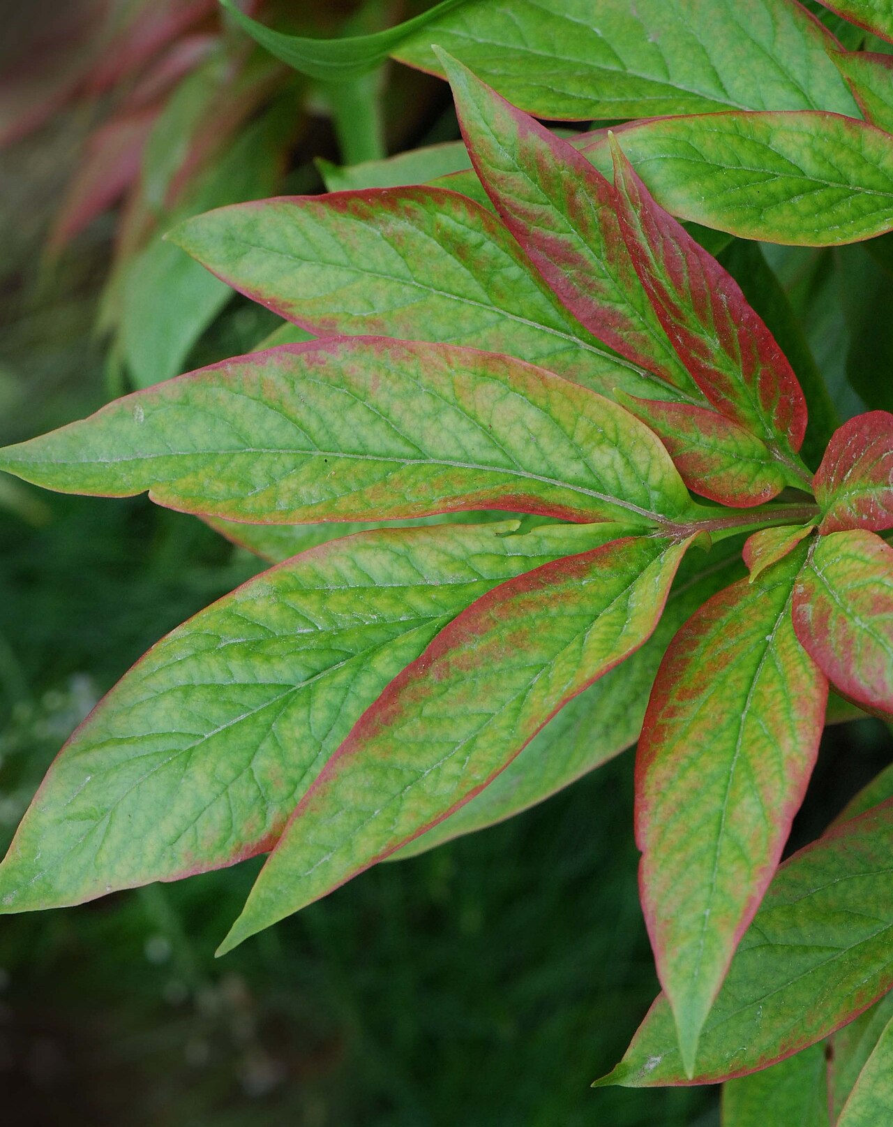 Paeonia emodi: Paeonia emodi, pivoine de l'Himalaya, feuille, Parc Floral, Paris