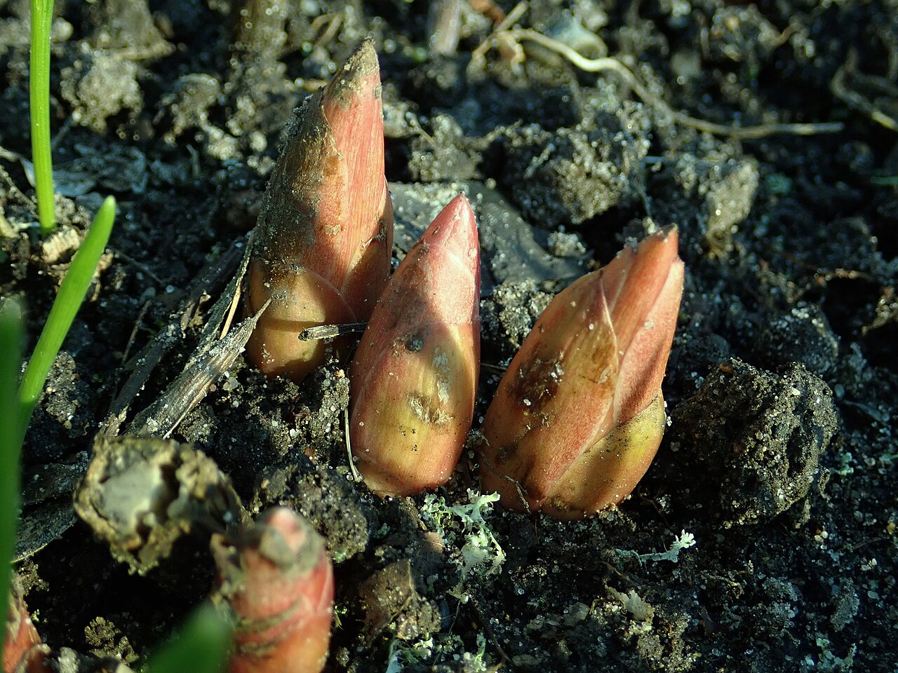 Paeonia emodi: Paeonia emodi , botanical garden in Berlin.