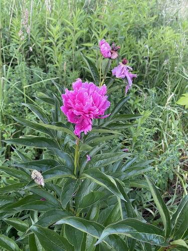 Chinese peony (Paeonia lactiflora)