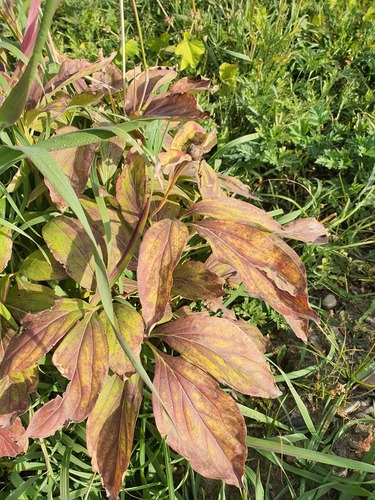 Chinese peony (Paeonia lactiflora)