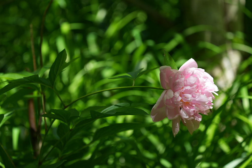 Chinese peony (Paeonia lactiflora)