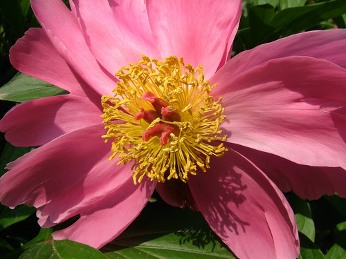 Chinese peony (Paeonia lactiflora)