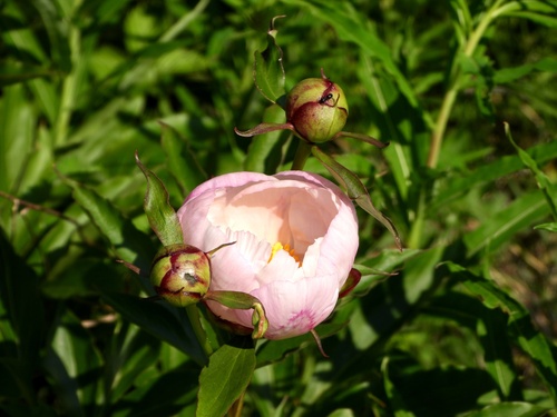 Chinese peony (Paeonia lactiflora)