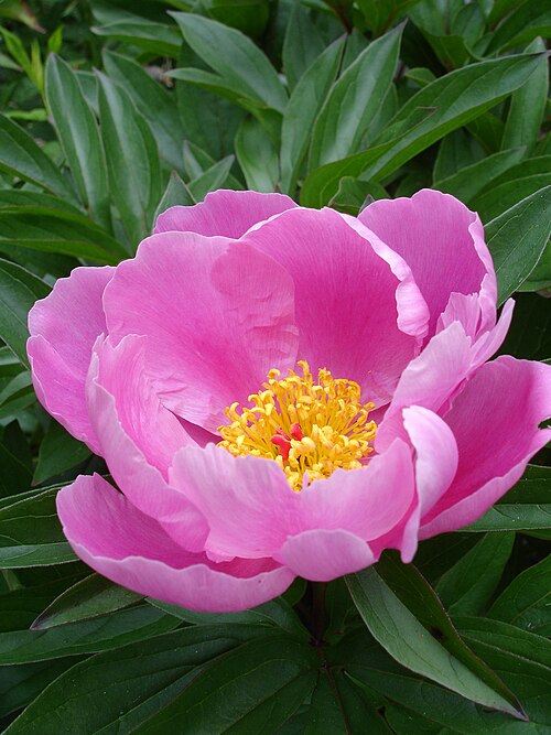 Chinese peony: Paeonia lactiflora