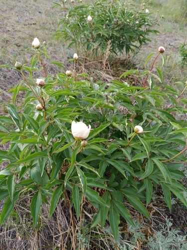 Chinese peony (Paeonia lactiflora)