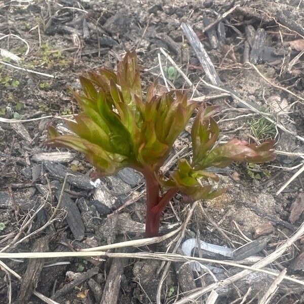 Chinese peony (Paeonia lactiflora)