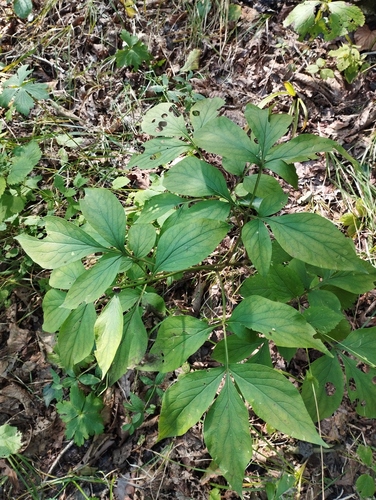 Chinese peony (Paeonia lactiflora)