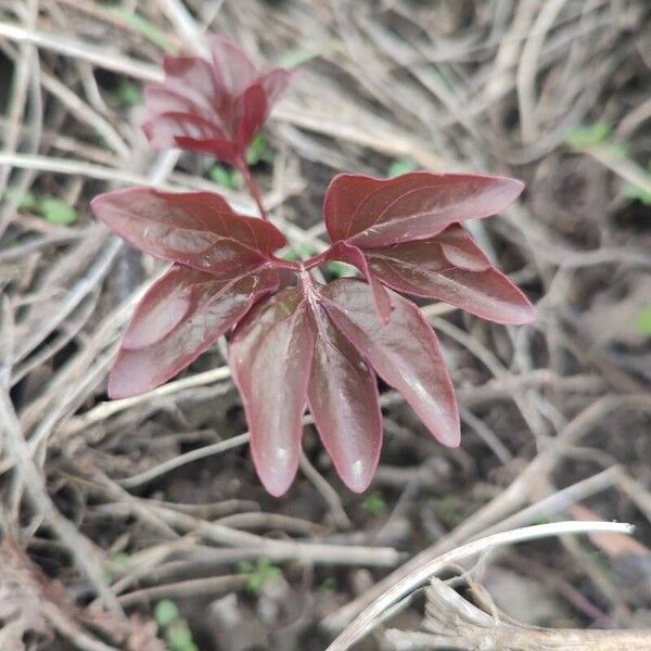 Chinese peony (Paeonia lactiflora)