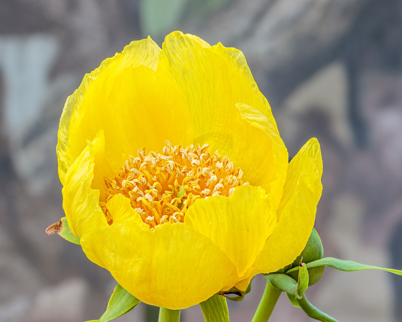Tibetan tree peony: Taken in Itchen Abbas during the 2020 lock down.