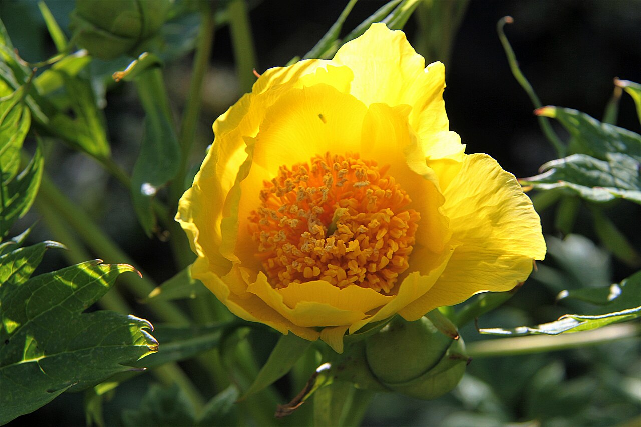 Tibetan tree peony: Paeonia ludlowii , detail of a flower, picture taken on 7 May 2016, garden of the Villa Jacoba, Rozenburg, Netherlands