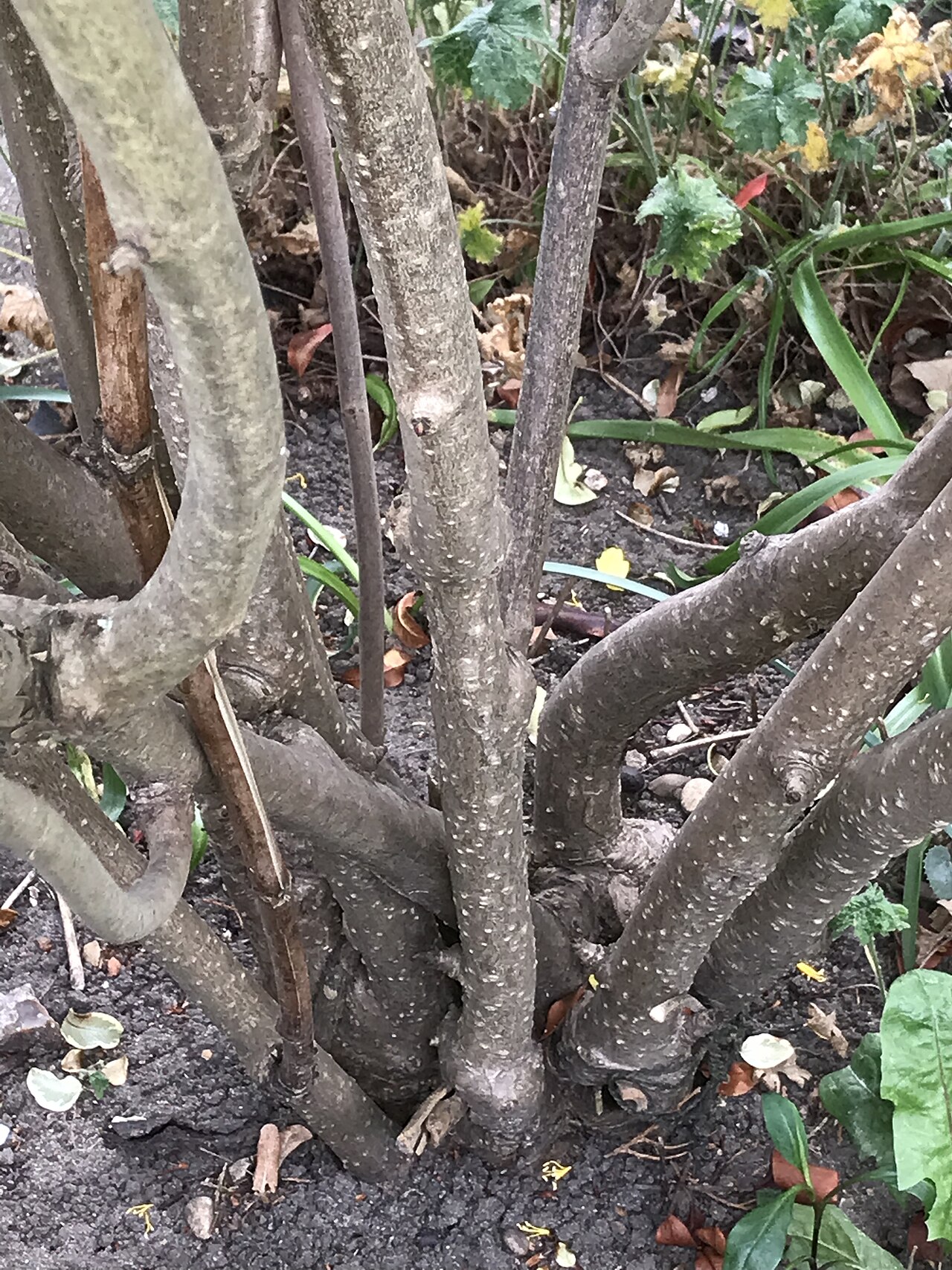 Tibetan tree peony: The bases of the woody stems of a mature cultivated specimen of Paeonia ludlowii, the yellow-flowered, Tibetan tree peony, growing in the front garden of a priv