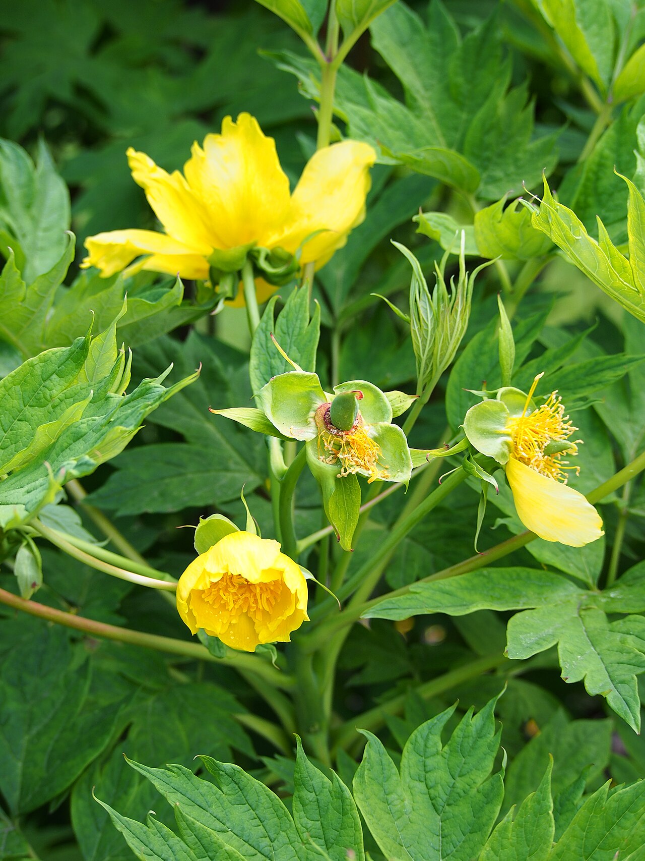 Tibetan tree peony: Ludlow's tree peony Paeonia ludlowii , yellow flowers, plant cultivated in Wrocław University Botanical Garden, Wrocław, Poland.