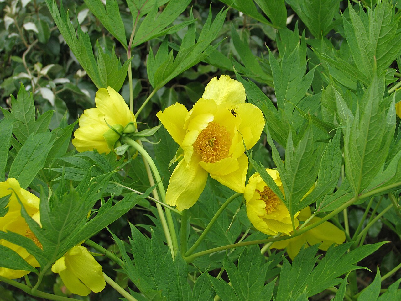 Tibetan tree peony: Paeonia ludlowii