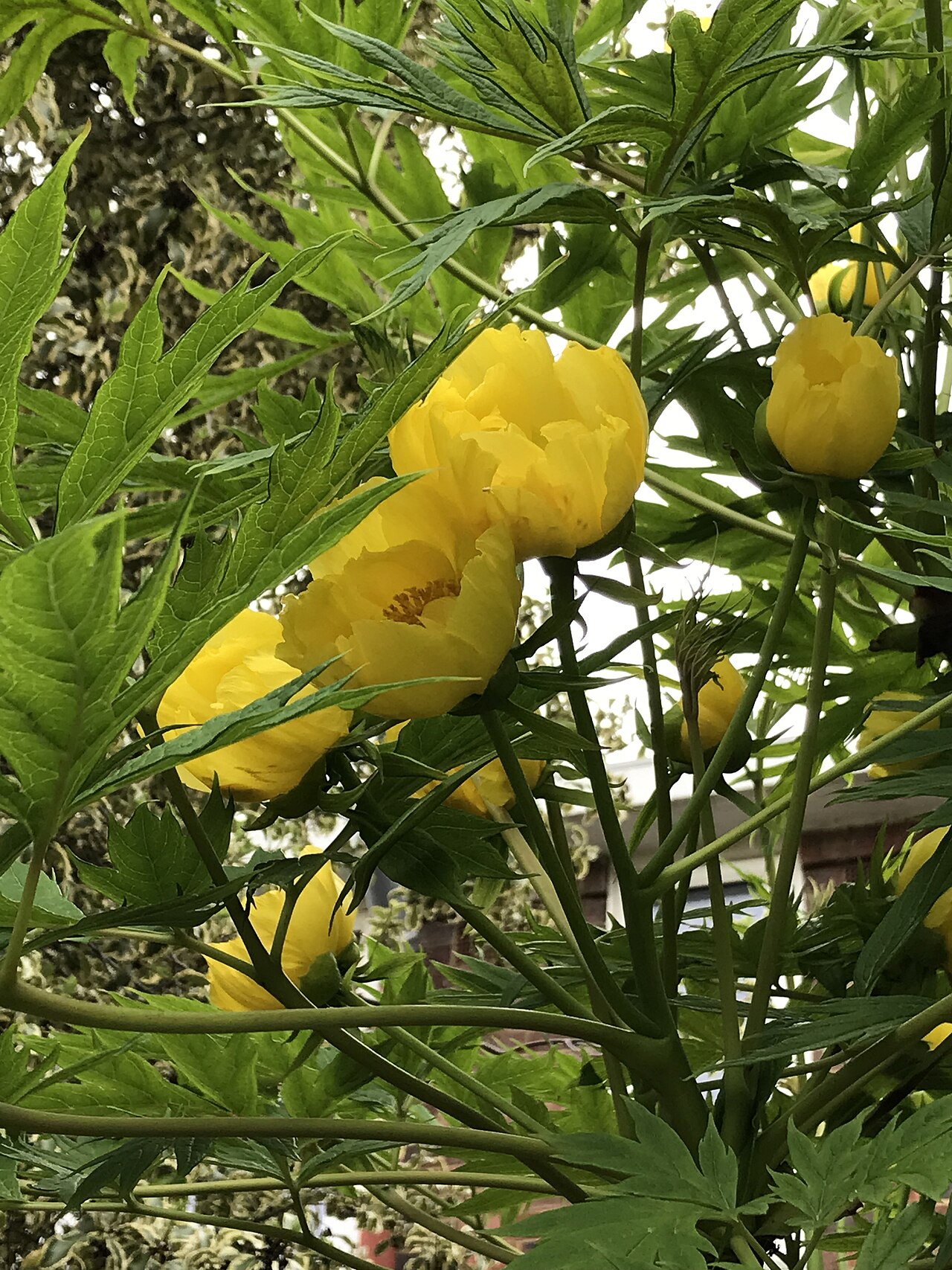 Tibetan tree peony: Inflorescence borne by a mature, cultivated specimen of the beautiful Tibetan tree peony species Paeonia ludlowii, growing in the front garden of a private resi