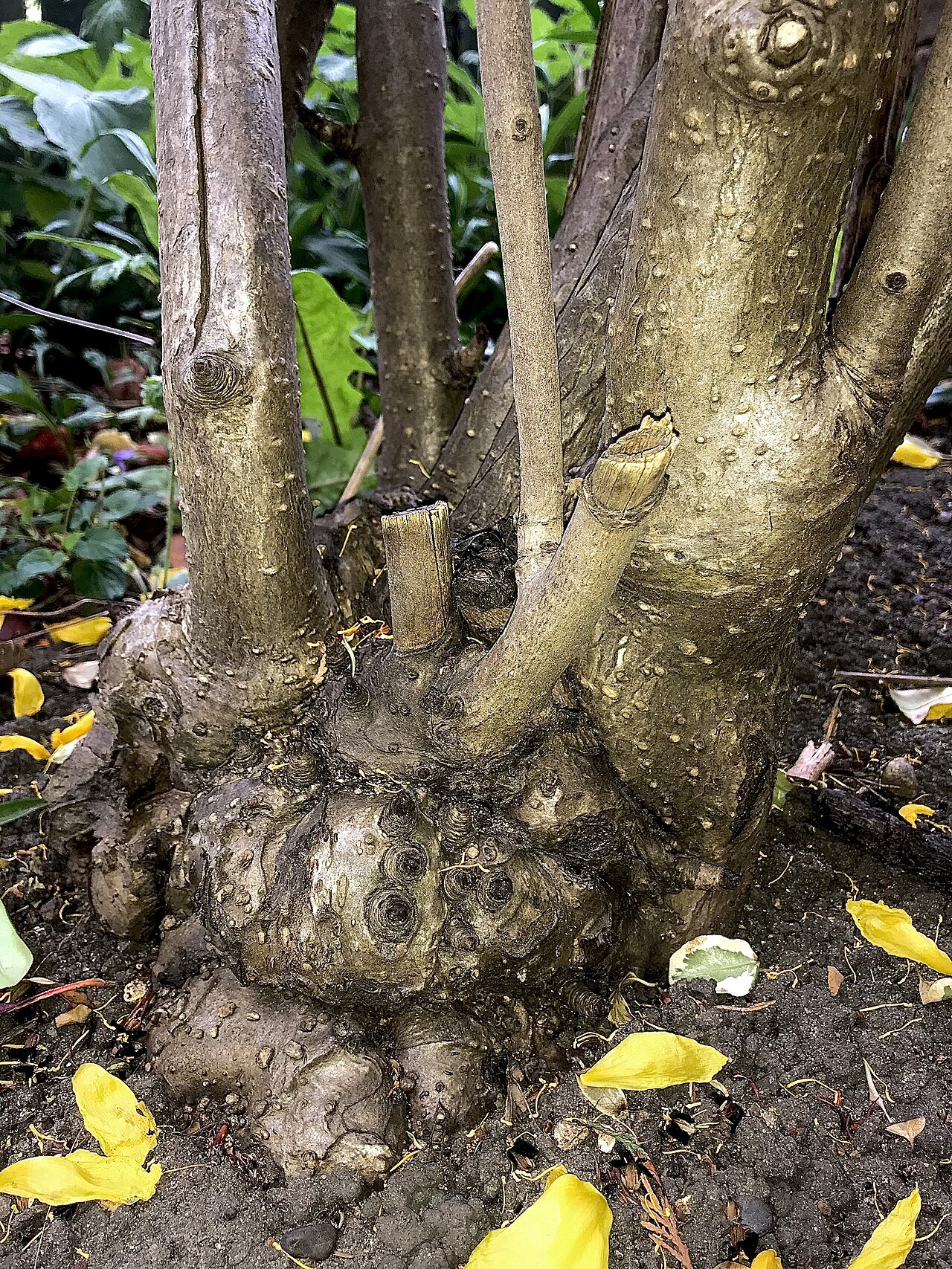 Tibetan tree peony: The lignotuber and main trunks of a mature specimen of Paeonia ludlowii , showing the various callosities, lenticels and leaf scars of these, clad in grey bark