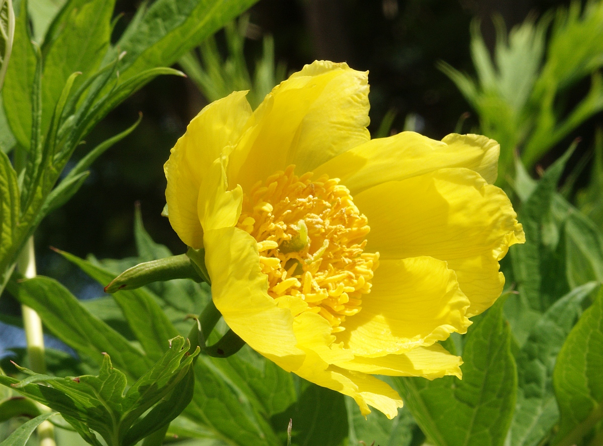 Tibetan tree peony: Paeonia ludlowii , garden plant
